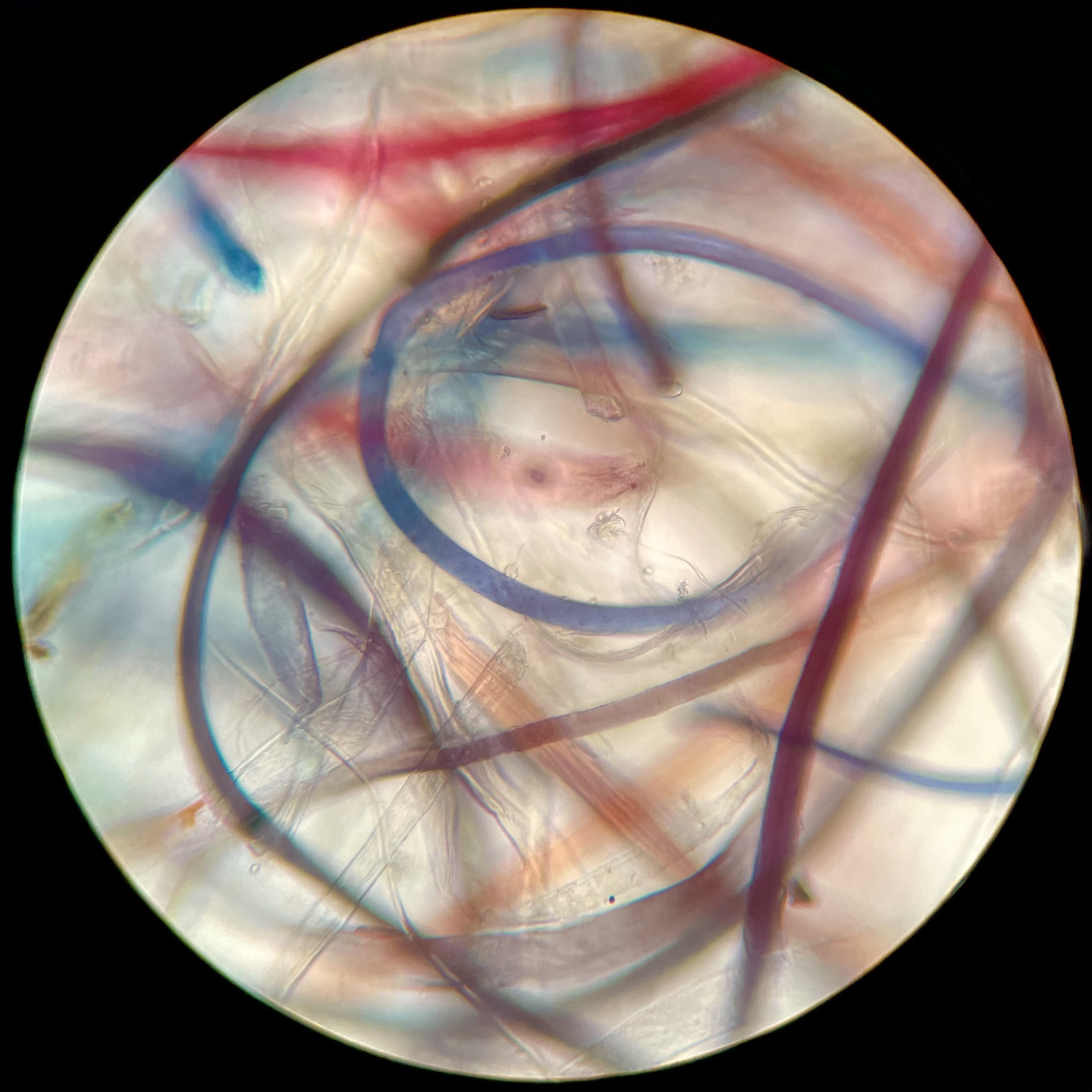 A microscopic view of blue and red colorful fibers